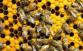 Milyen pozitív hatásai vannak a méhpempőnek ?